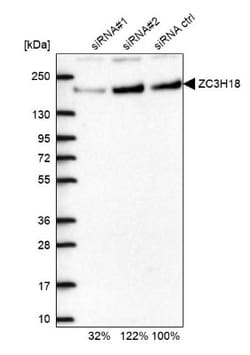 NHN1 Antibody, Novus Biologicals:Antibodies:Primary Antibodies